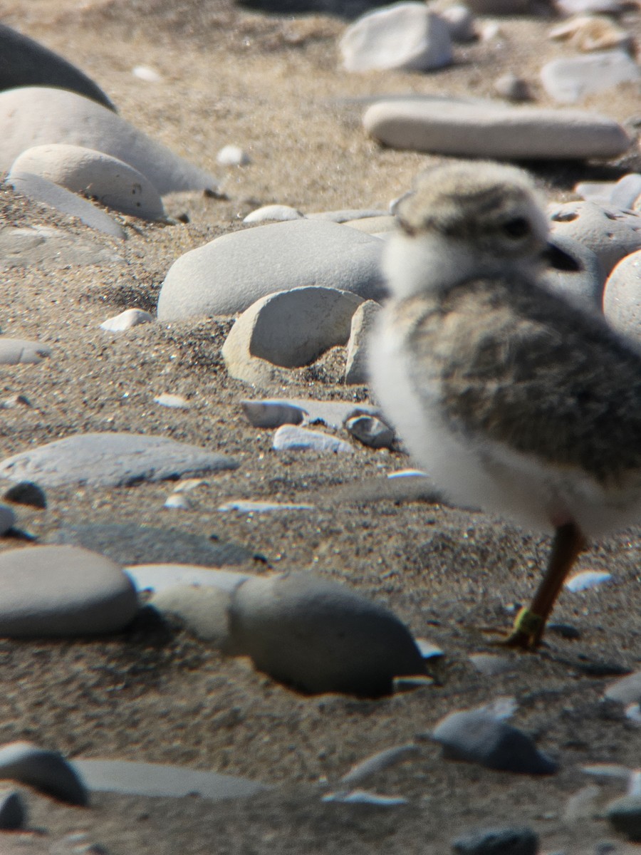 Piping Plover - ML647810967