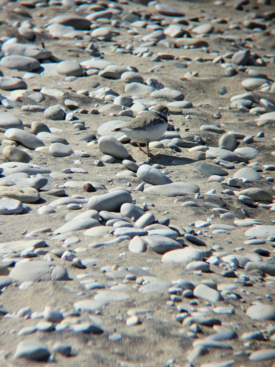 Piping Plover - ML647810968