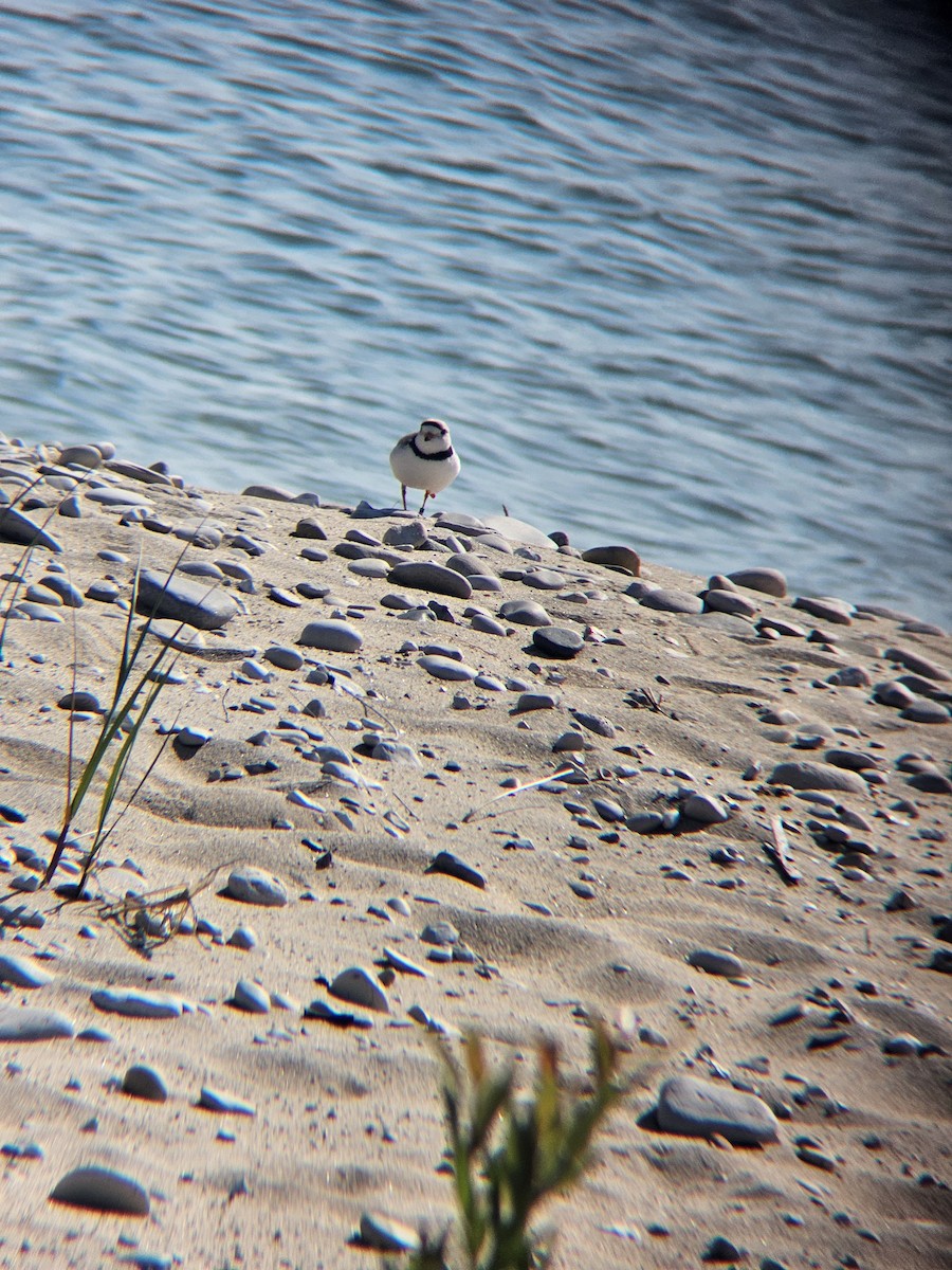 Piping Plover - ML647810969