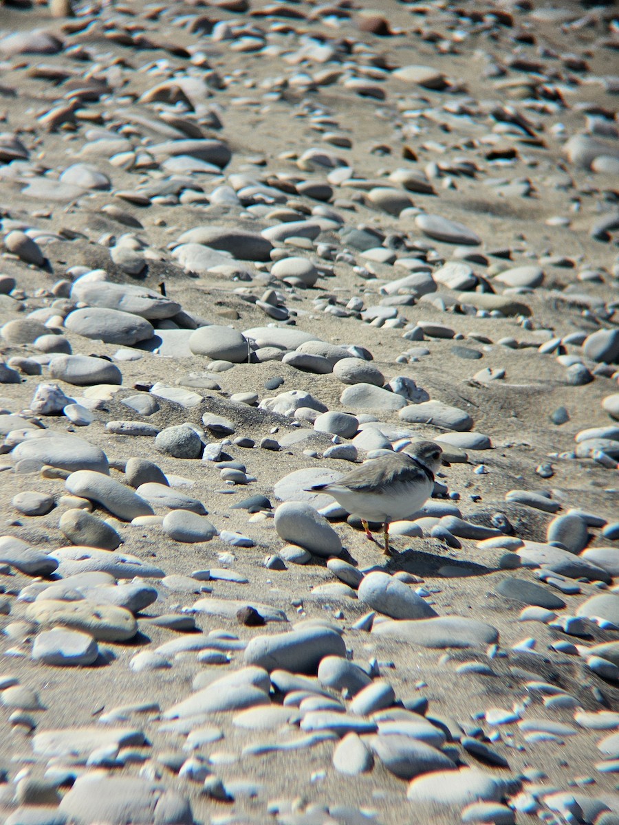 Piping Plover - ML647810970