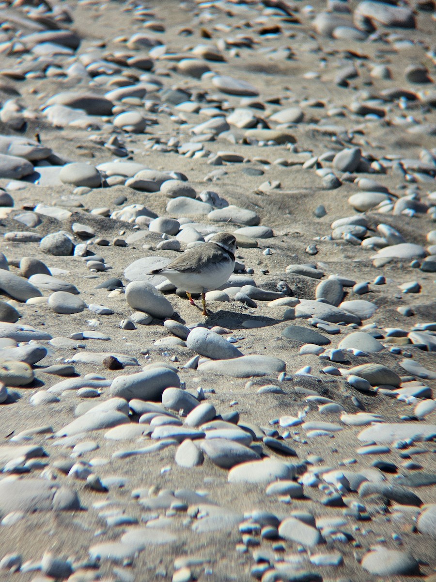 Piping Plover - ML647810971