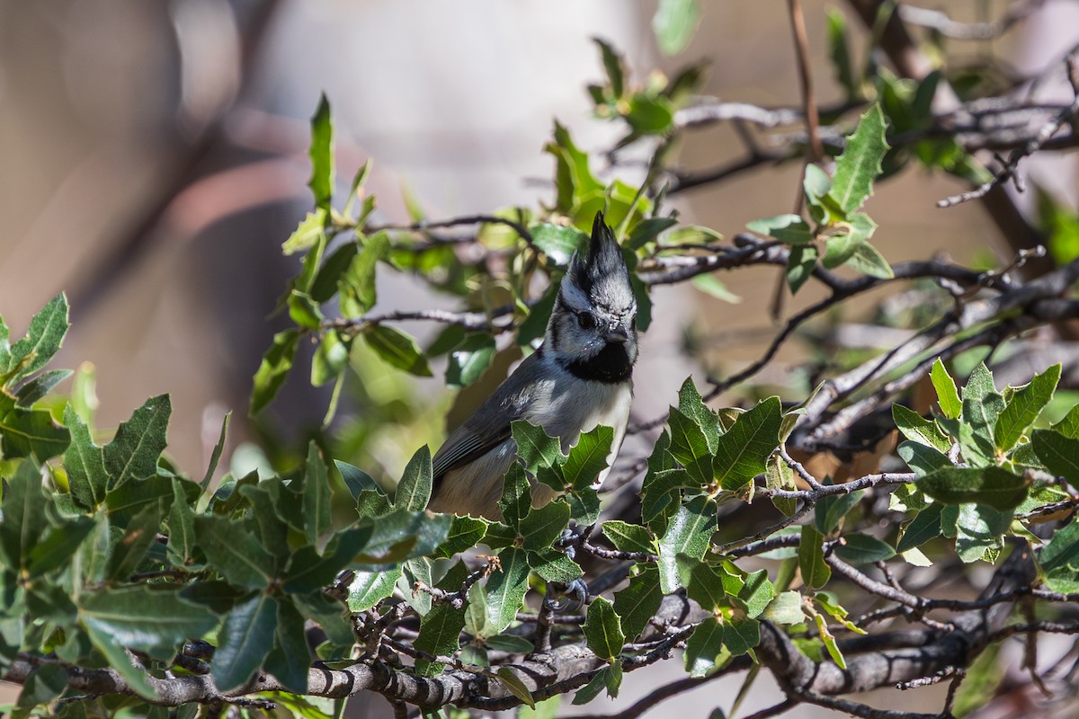 Bridled Titmouse - ML647810992