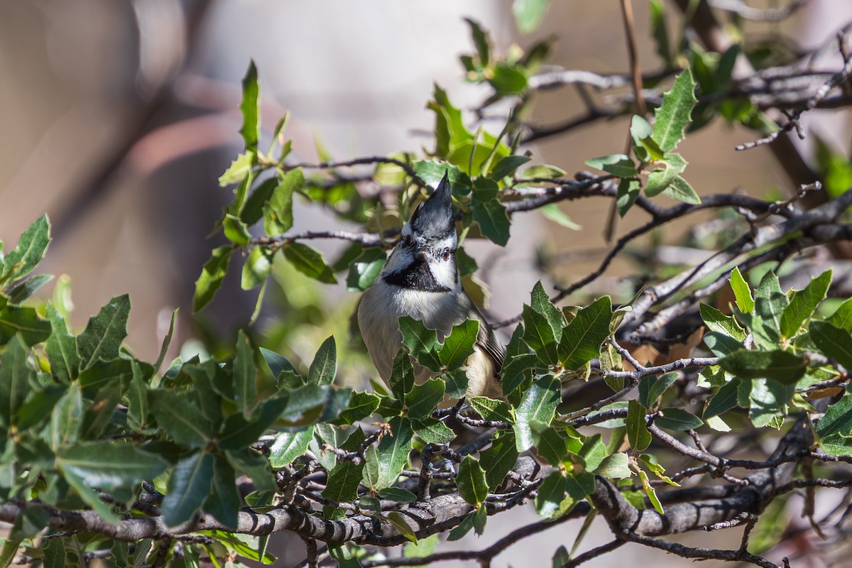 Bridled Titmouse - ML647810993