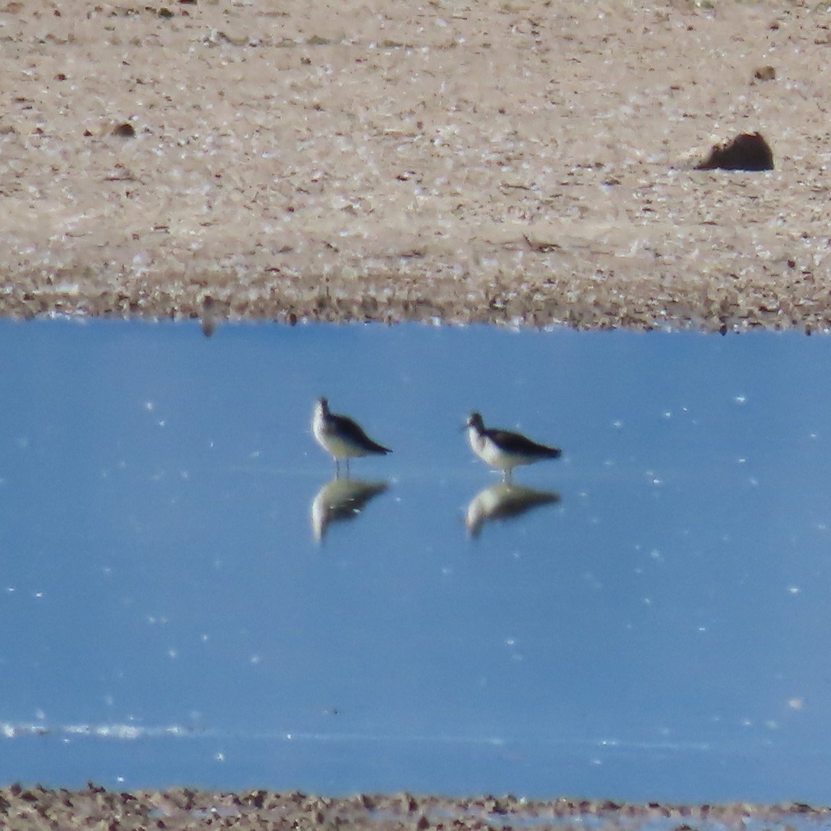 Greater Yellowlegs - ML647810998