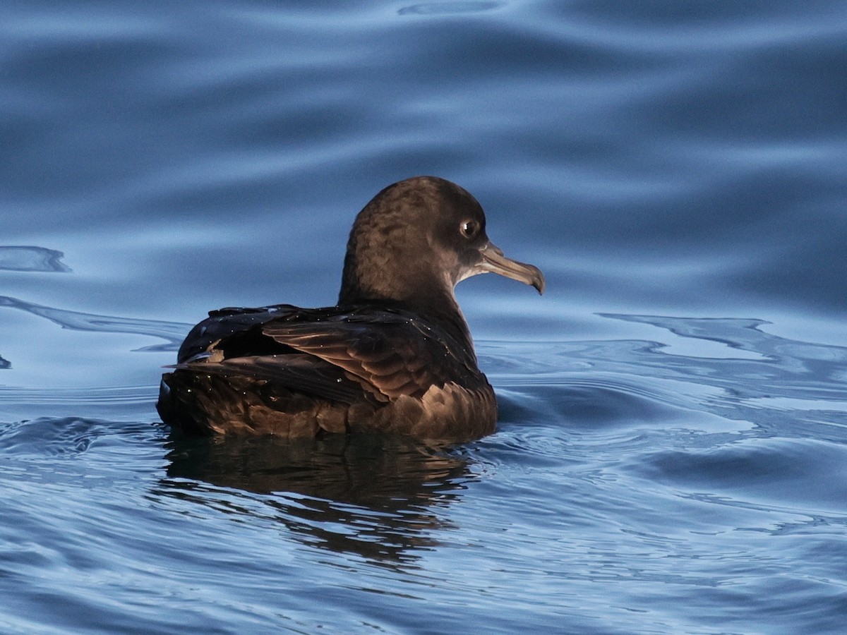 Short-tailed Shearwater - ML647811021