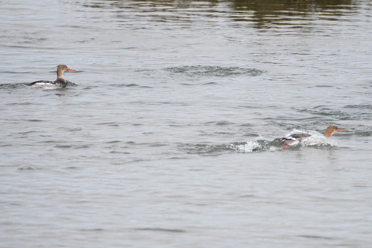 מרגון בינוני - ML647811023