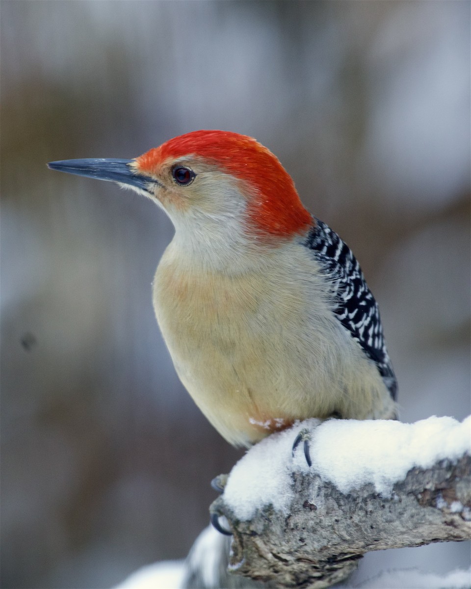 Red-bellied Woodpecker - ML647811035
