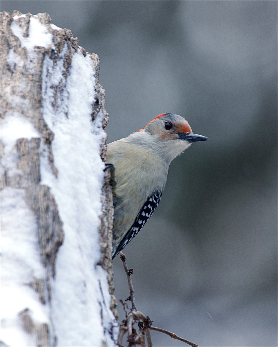 Red-bellied Woodpecker - ML647811079