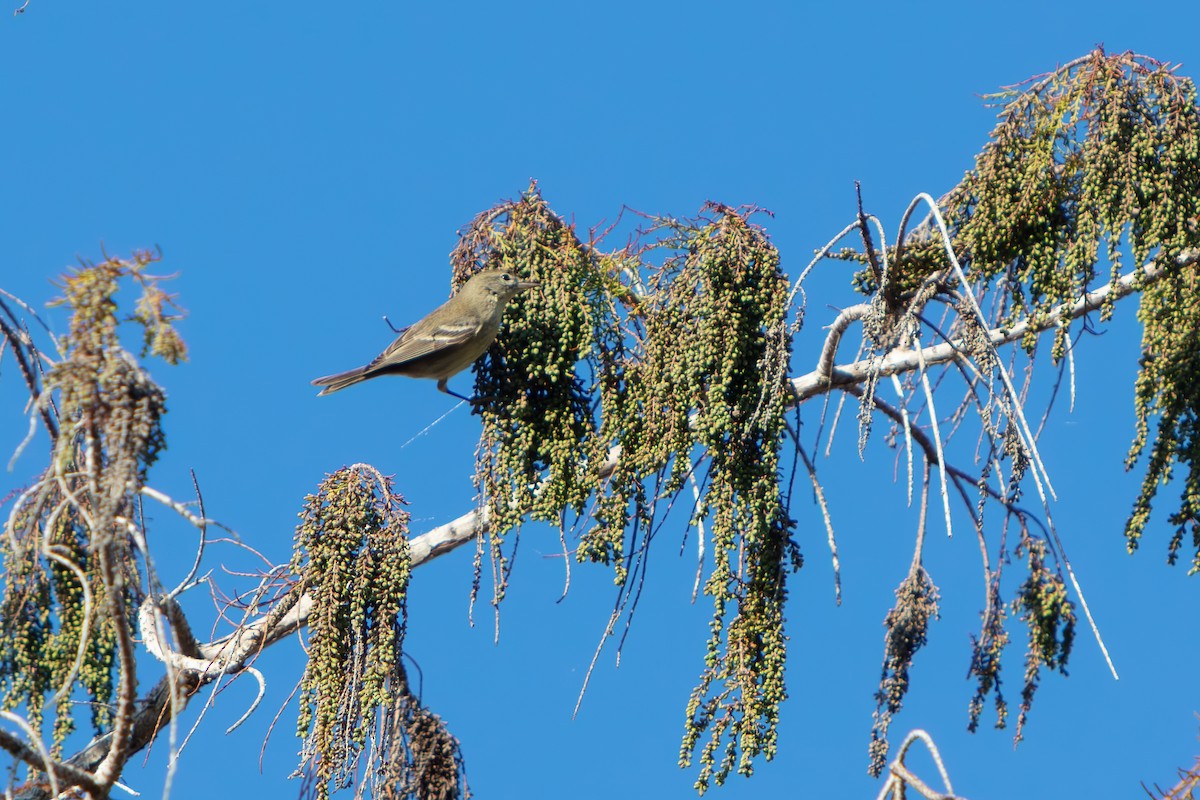 Pine Warbler - ML647811083