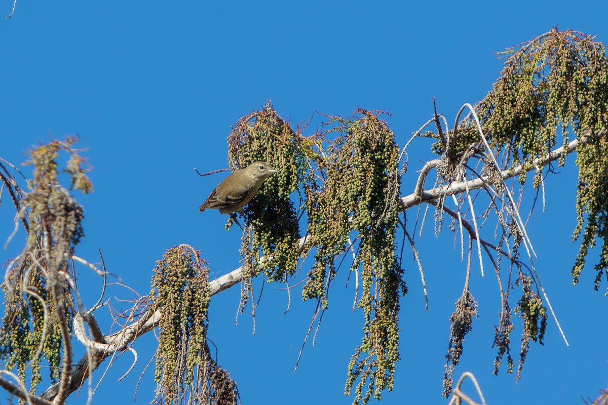 Pine Warbler - ML647811084