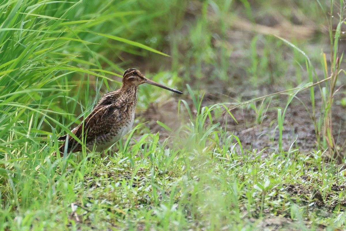 חרטומית ביצות - ML647811094