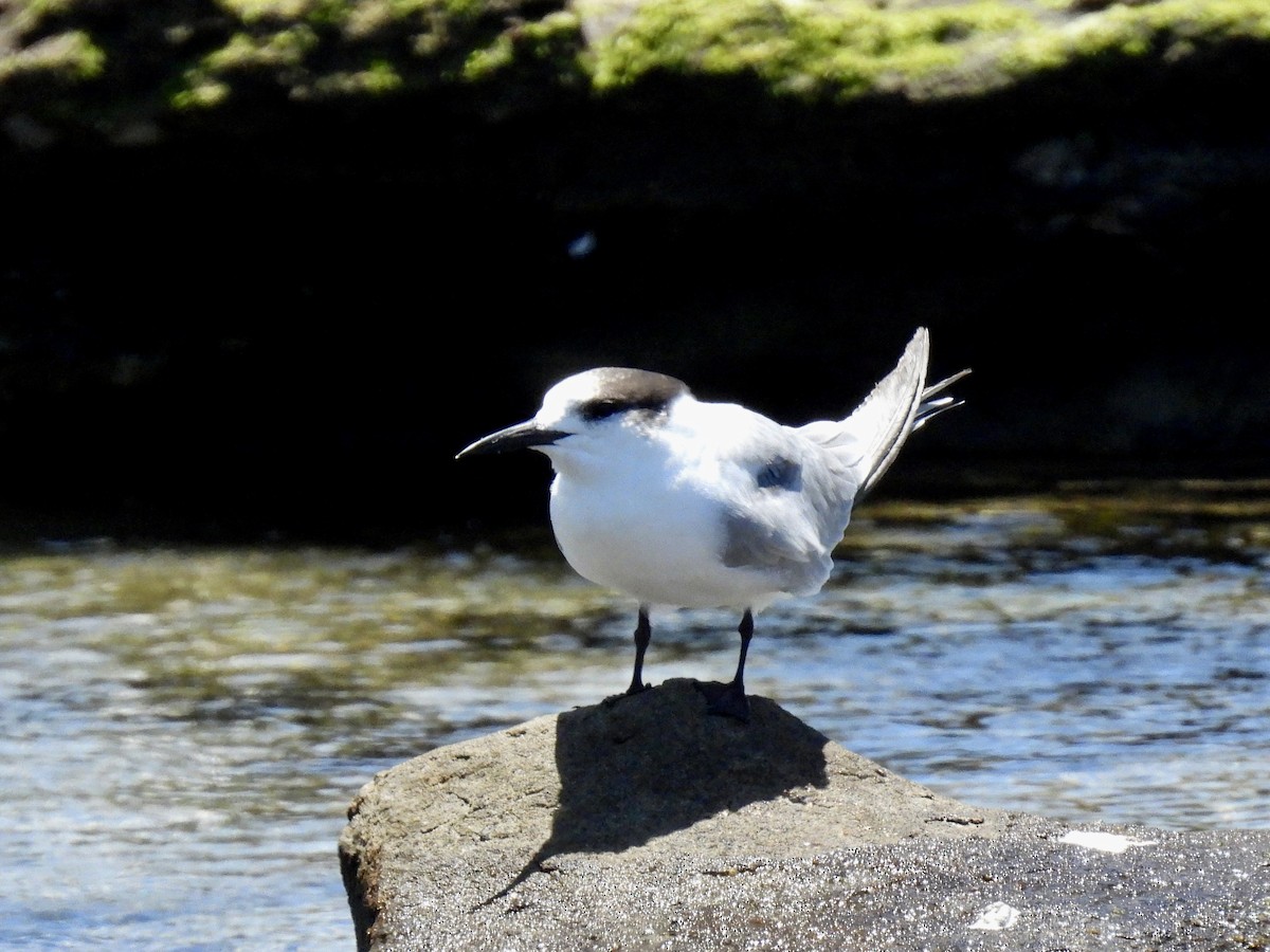 rybák obecný - ML647811127