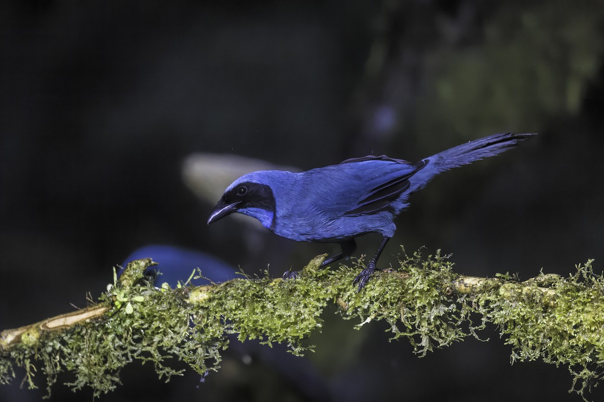 Turquoise Jay - ML647811132
