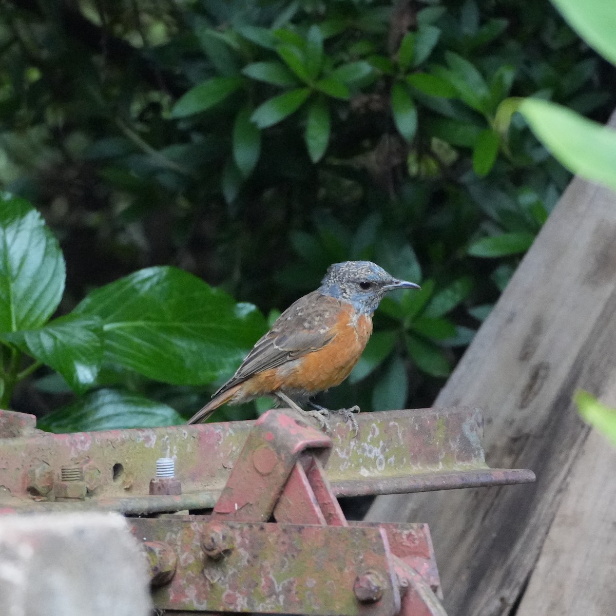 Cape Rock-Thrush - ML647811136