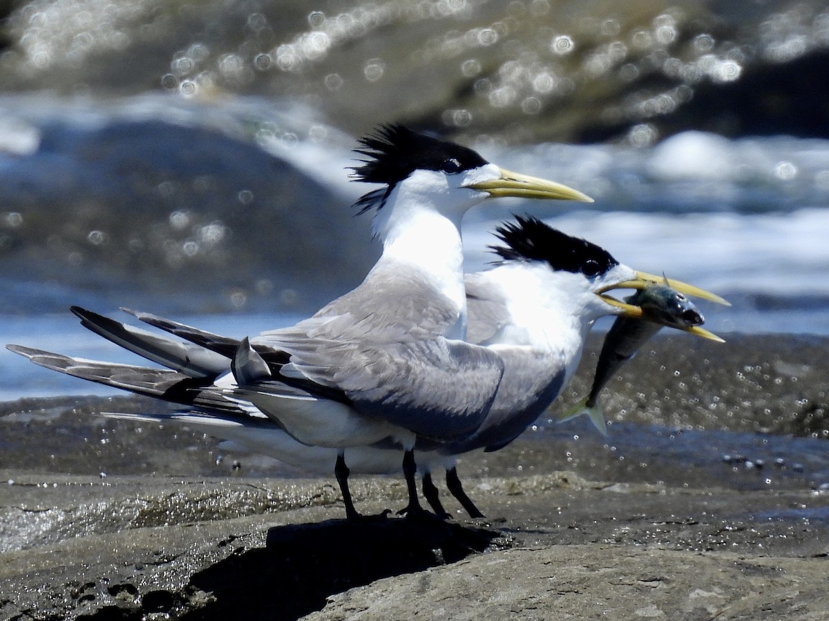 鳳頭燕鷗 - ML647811138