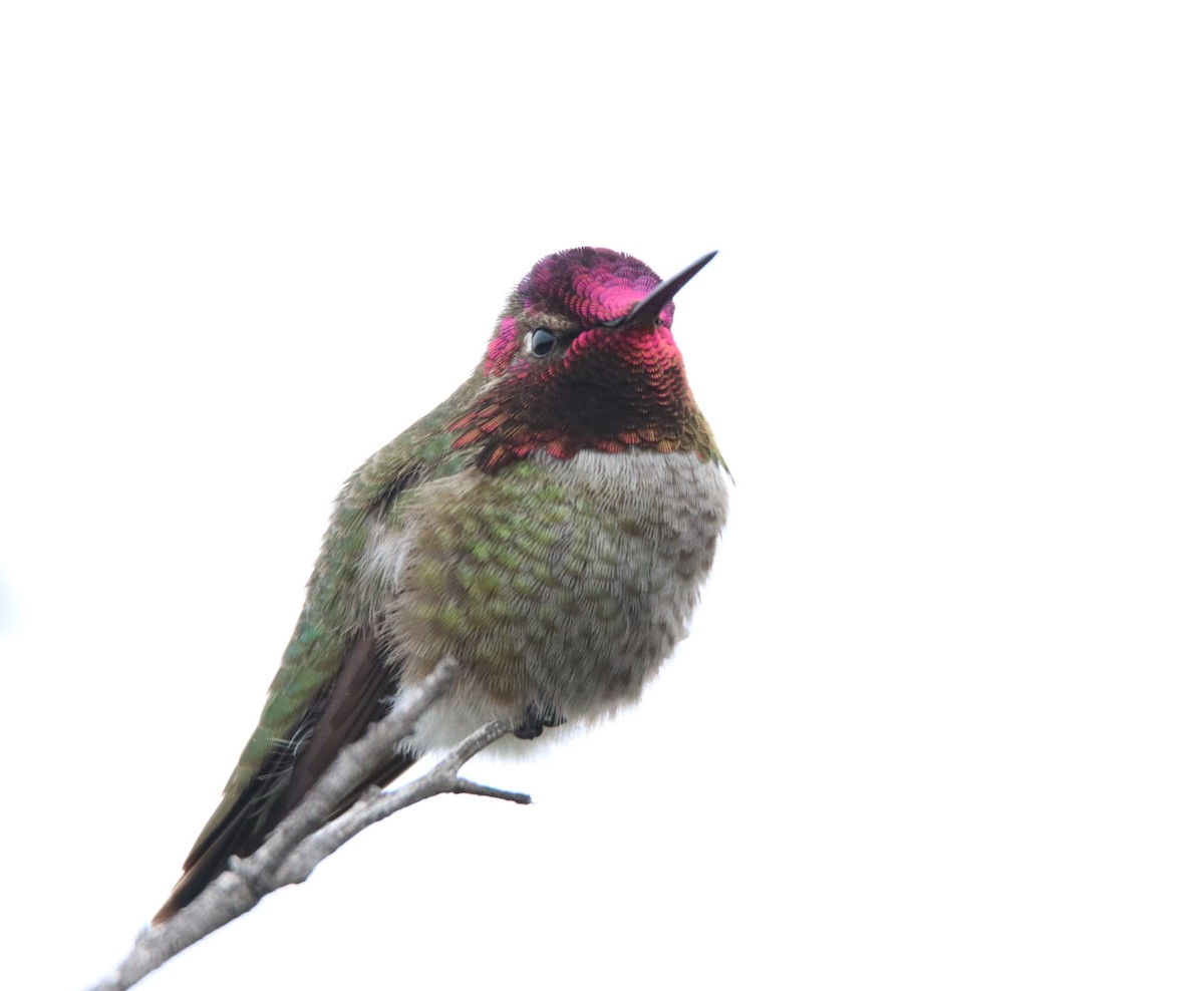Anna's Hummingbird - ML647811143