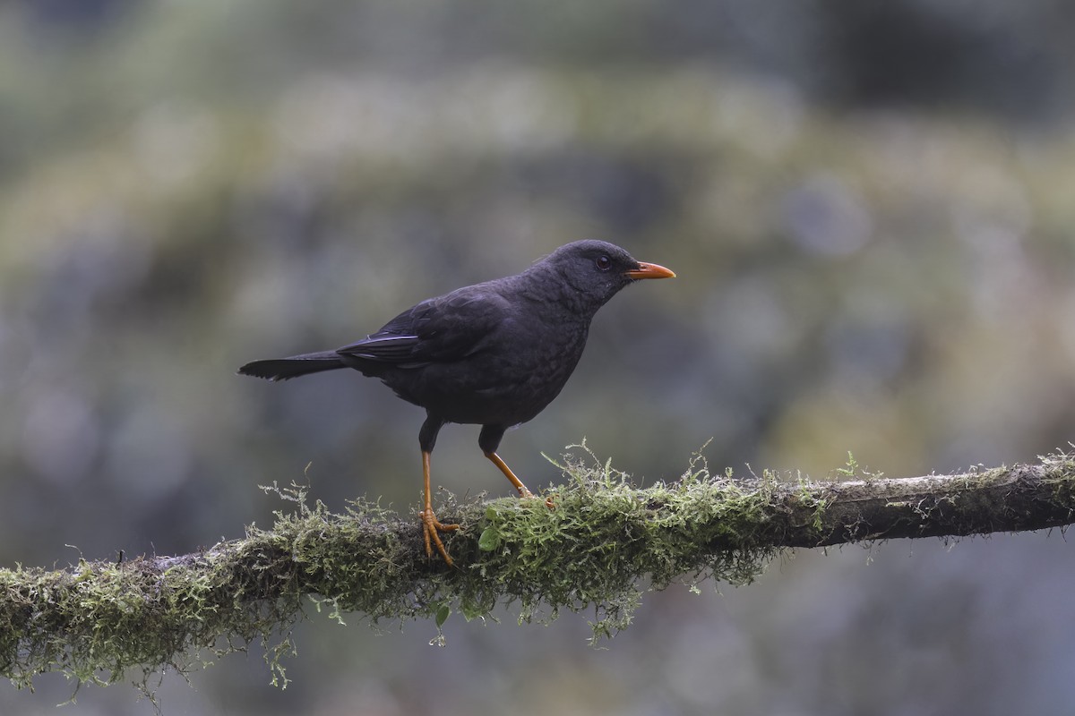 Great Thrush - ML647811144