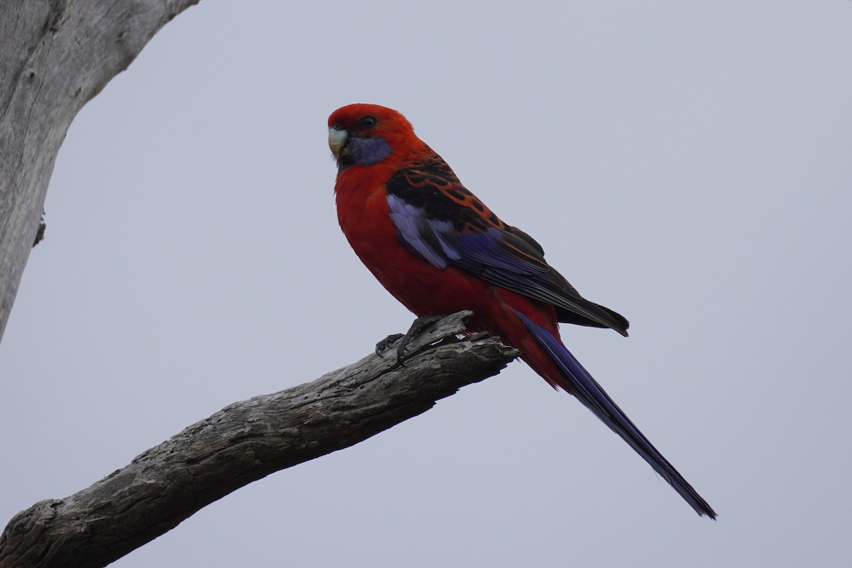 Crimson Rosella - ML647811145