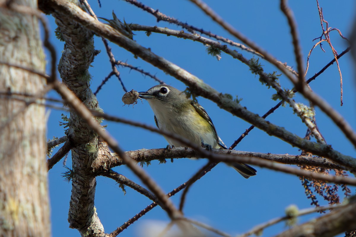Blue-headed Vireo - ML647811146