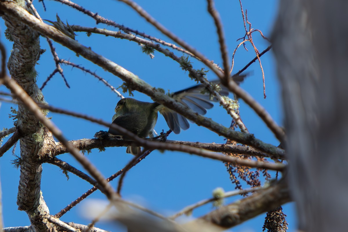 Blue-headed Vireo - ML647811147