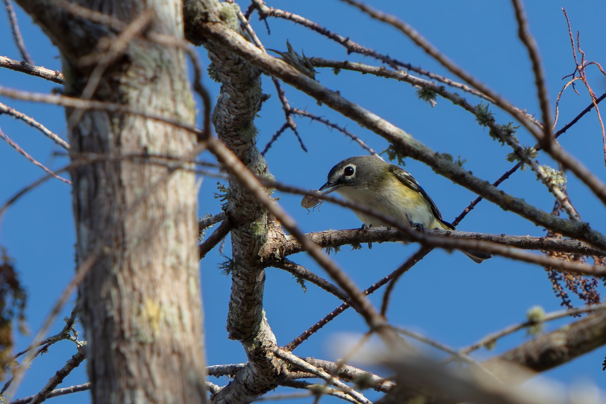 Blue-headed Vireo - ML647811148