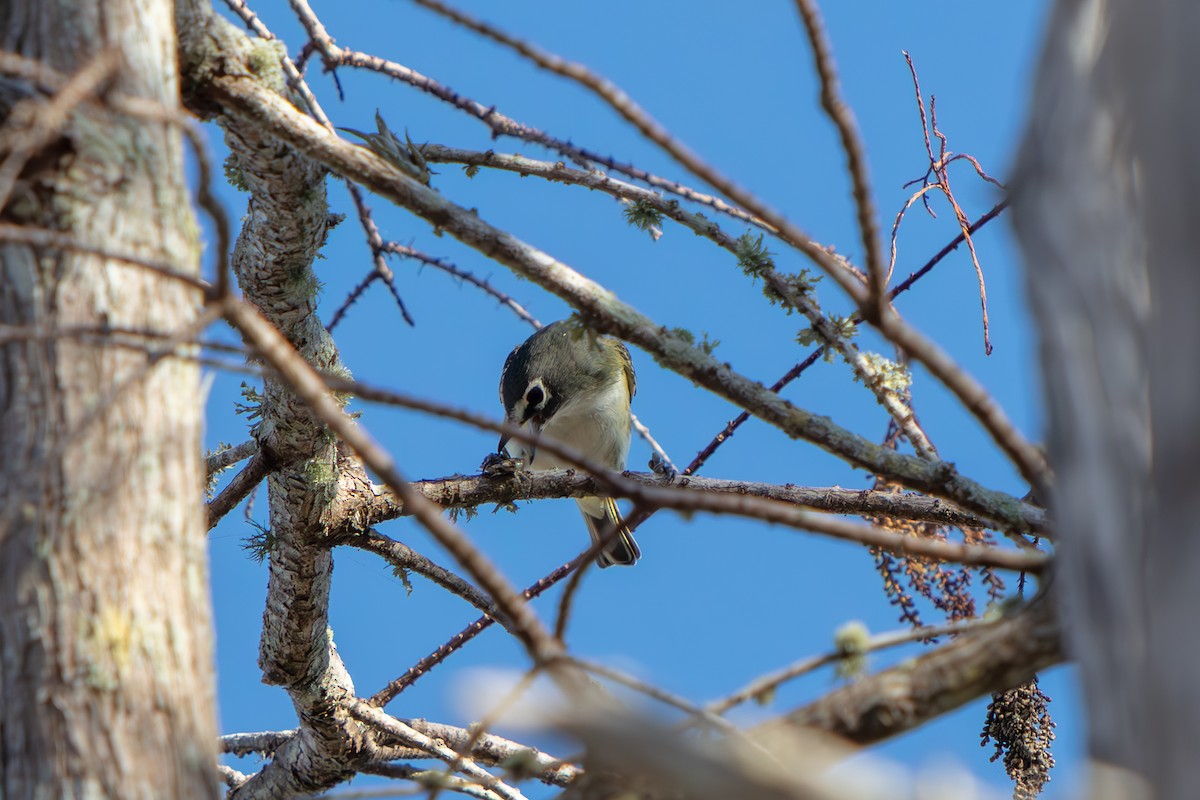 Blue-headed Vireo - ML647811149