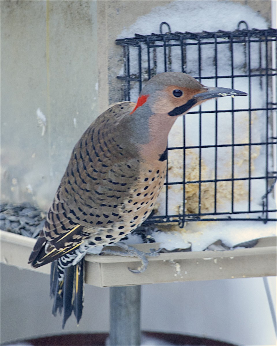 Northern Flicker - ML647811150