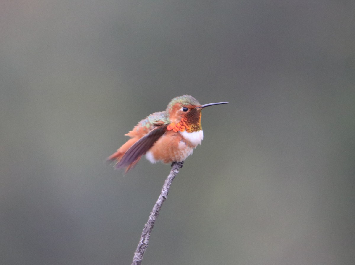 Allen's Hummingbird - ML647811152