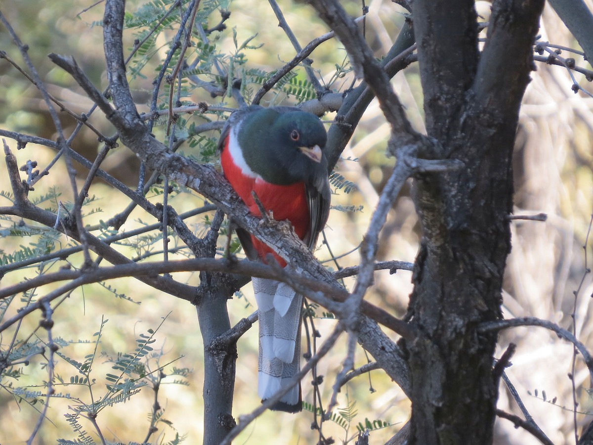 Coppery-tailed Trogon - ML647811153