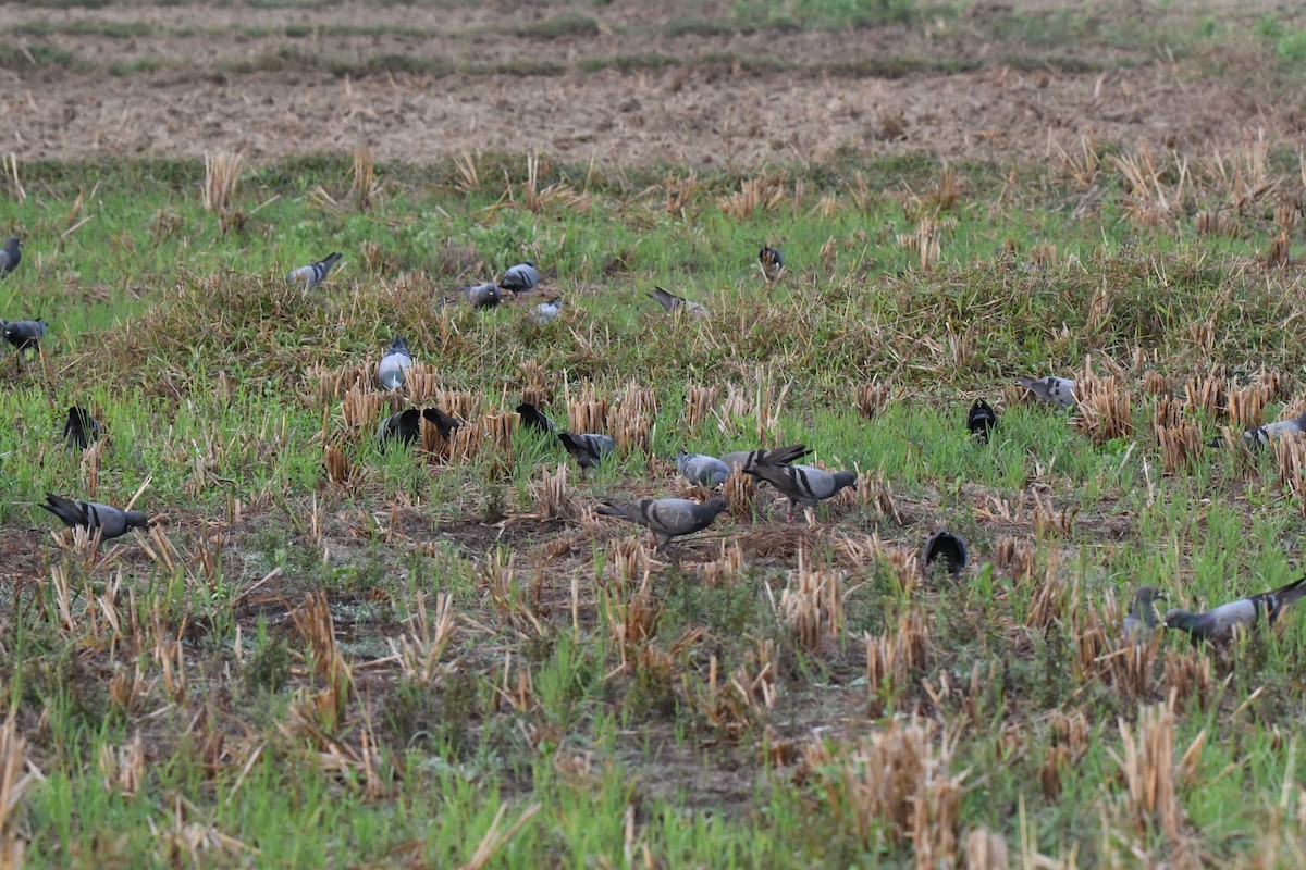 野鴿(野化) - ML647811154