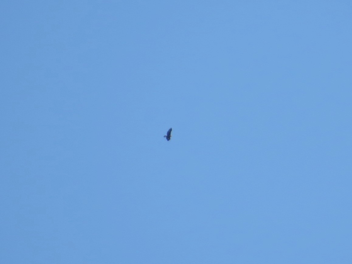 金鵰 - ML647811155