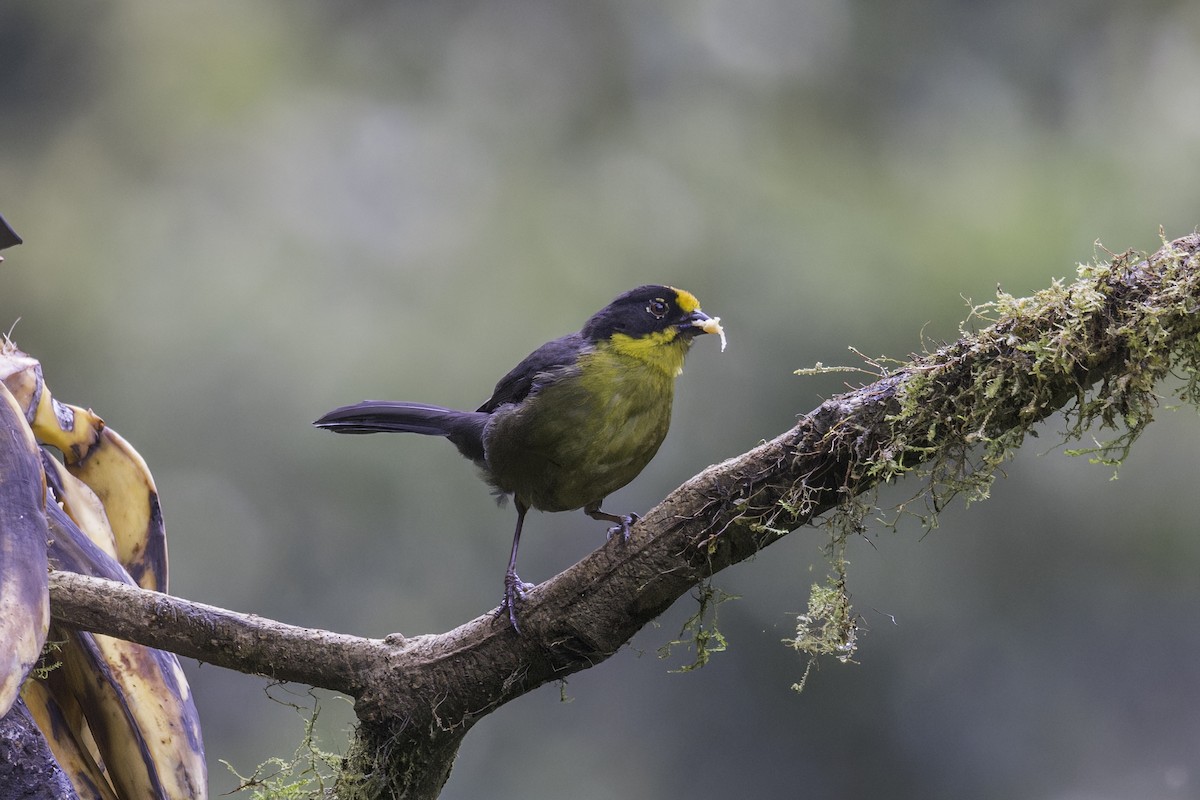 Pale-naped Brushfinch - ML647811157