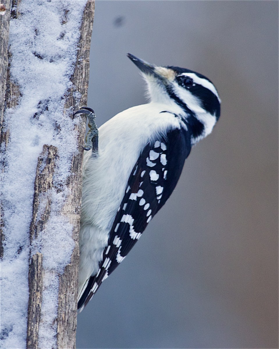 Hairy Woodpecker - ML647811158