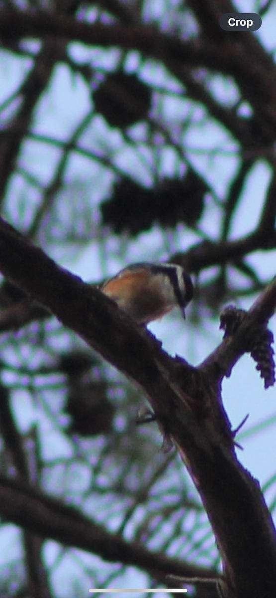 Red-breasted Nuthatch - ML647811159
