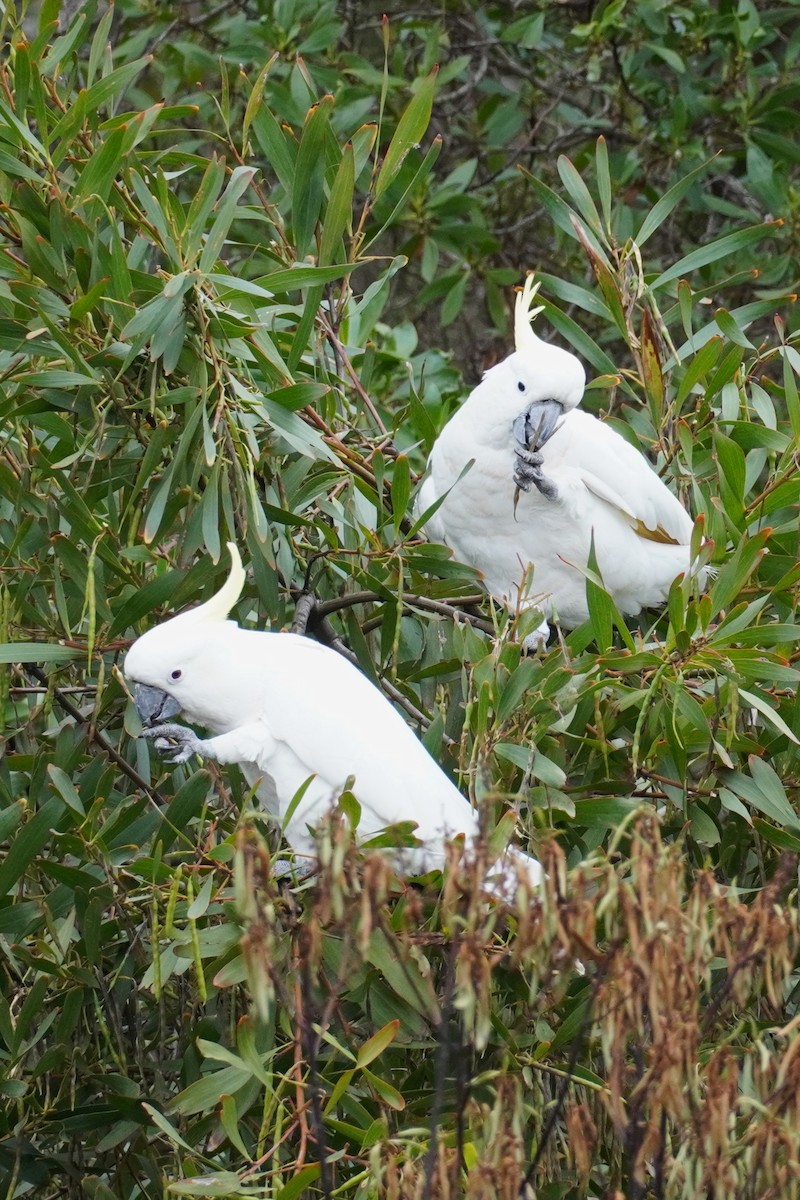 葵花鳳頭鸚鵡 - ML647811162
