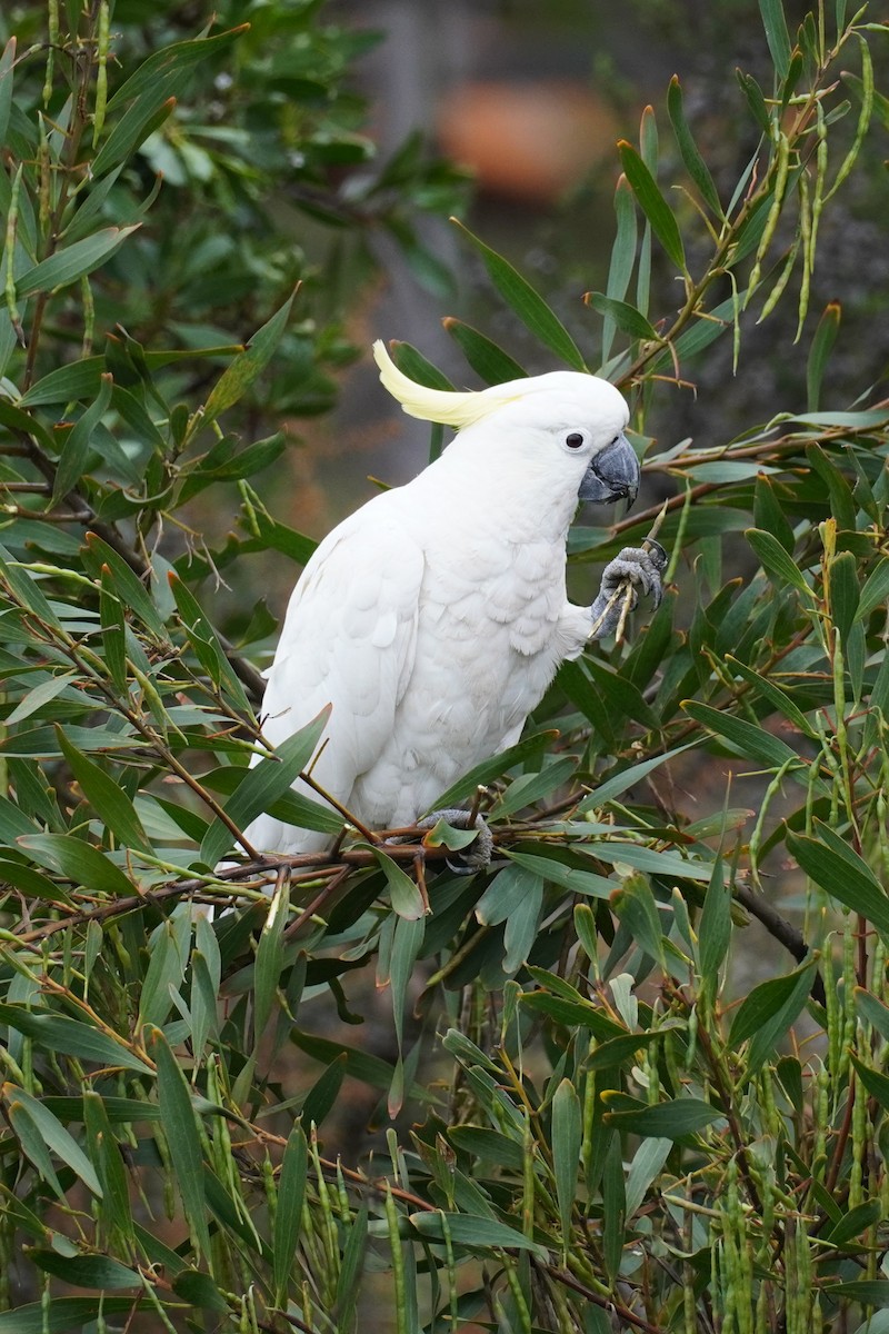 葵花鳳頭鸚鵡 - ML647811163