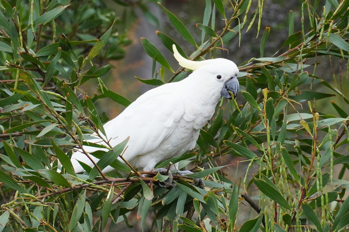 葵花鳳頭鸚鵡 - ML647811164