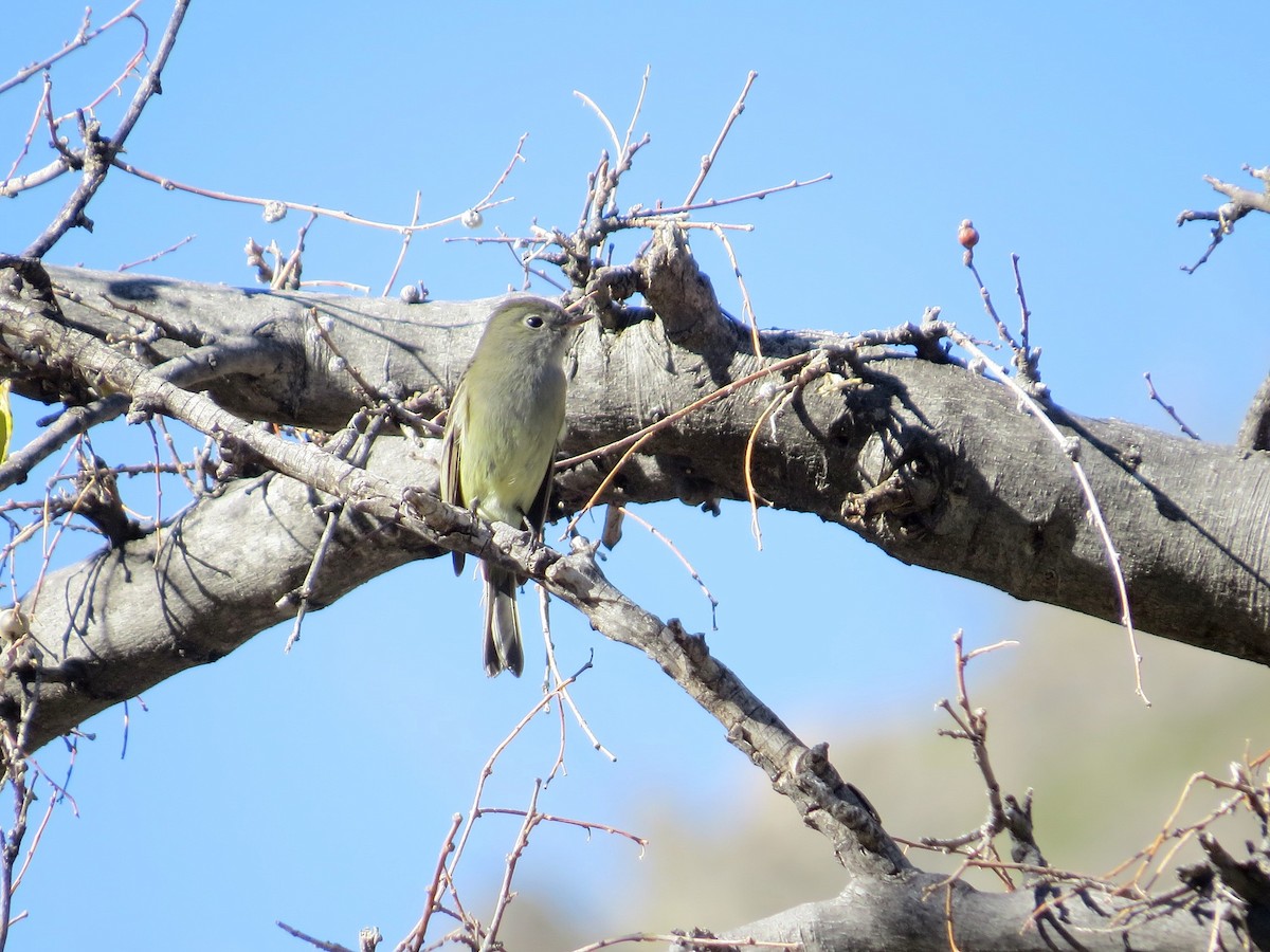 Dusky Flycatcher - ML647811170