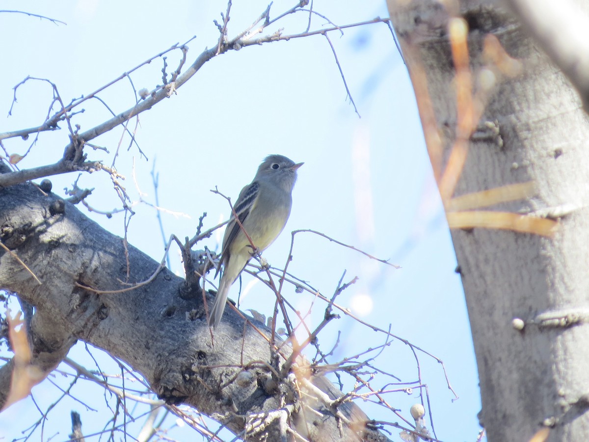 Dusky Flycatcher - ML647811171