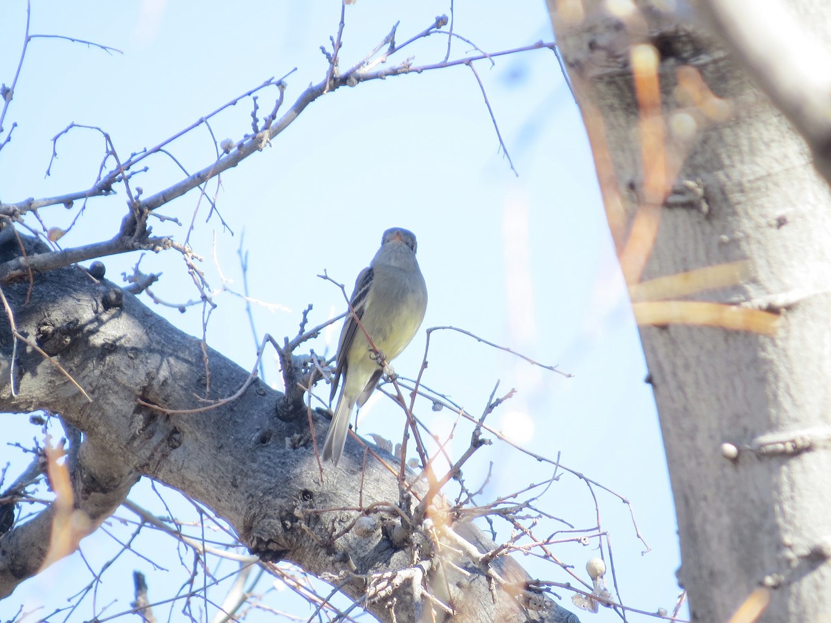 Dusky Flycatcher - ML647811172