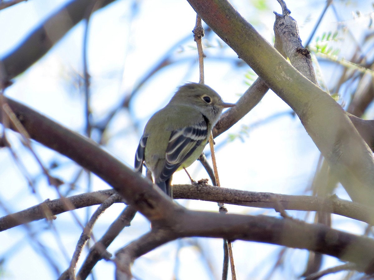 Dusky Flycatcher - ML647811173