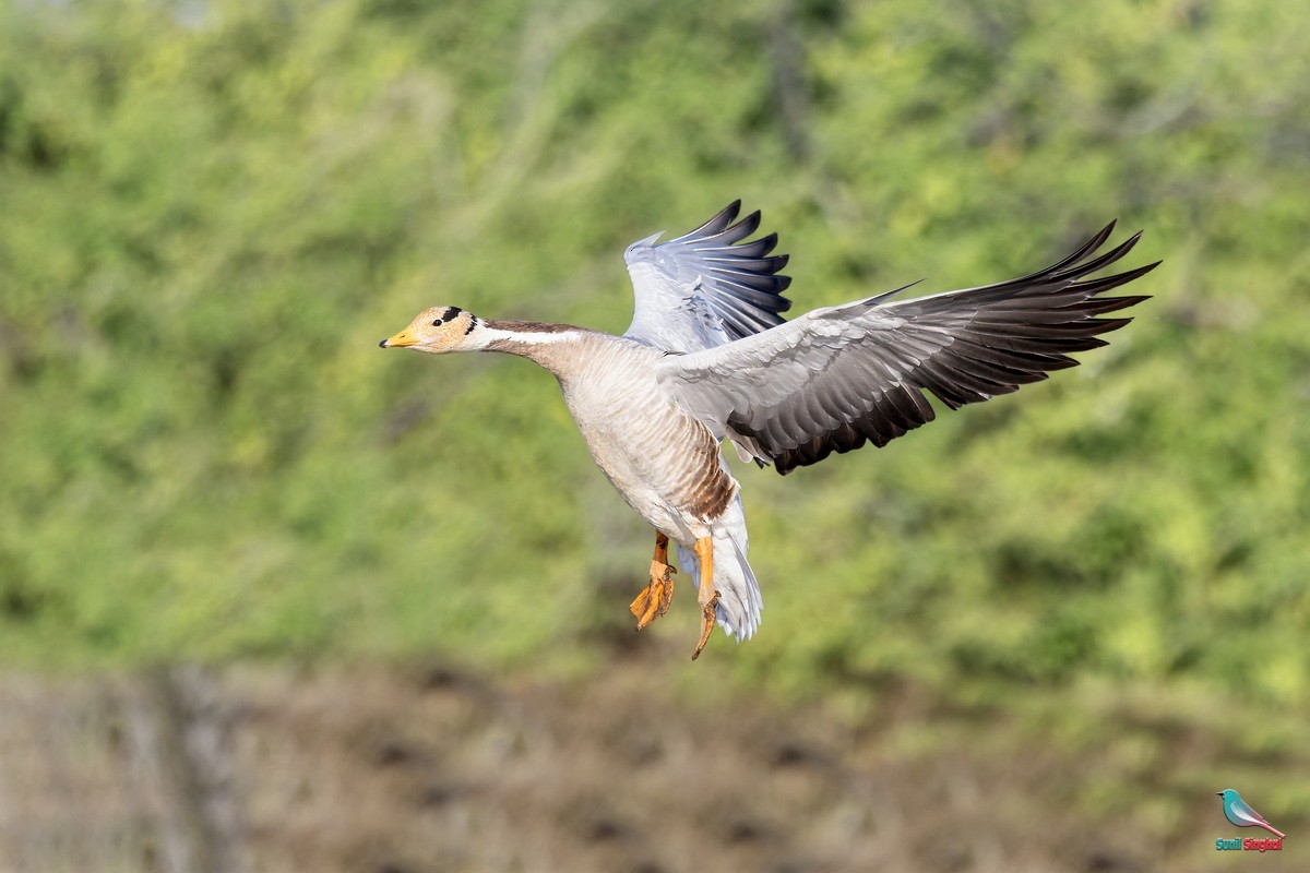 Bar-headed Goose - ML647811207