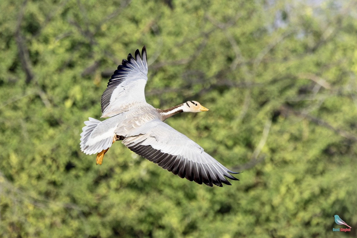 Bar-headed Goose - ML647811208