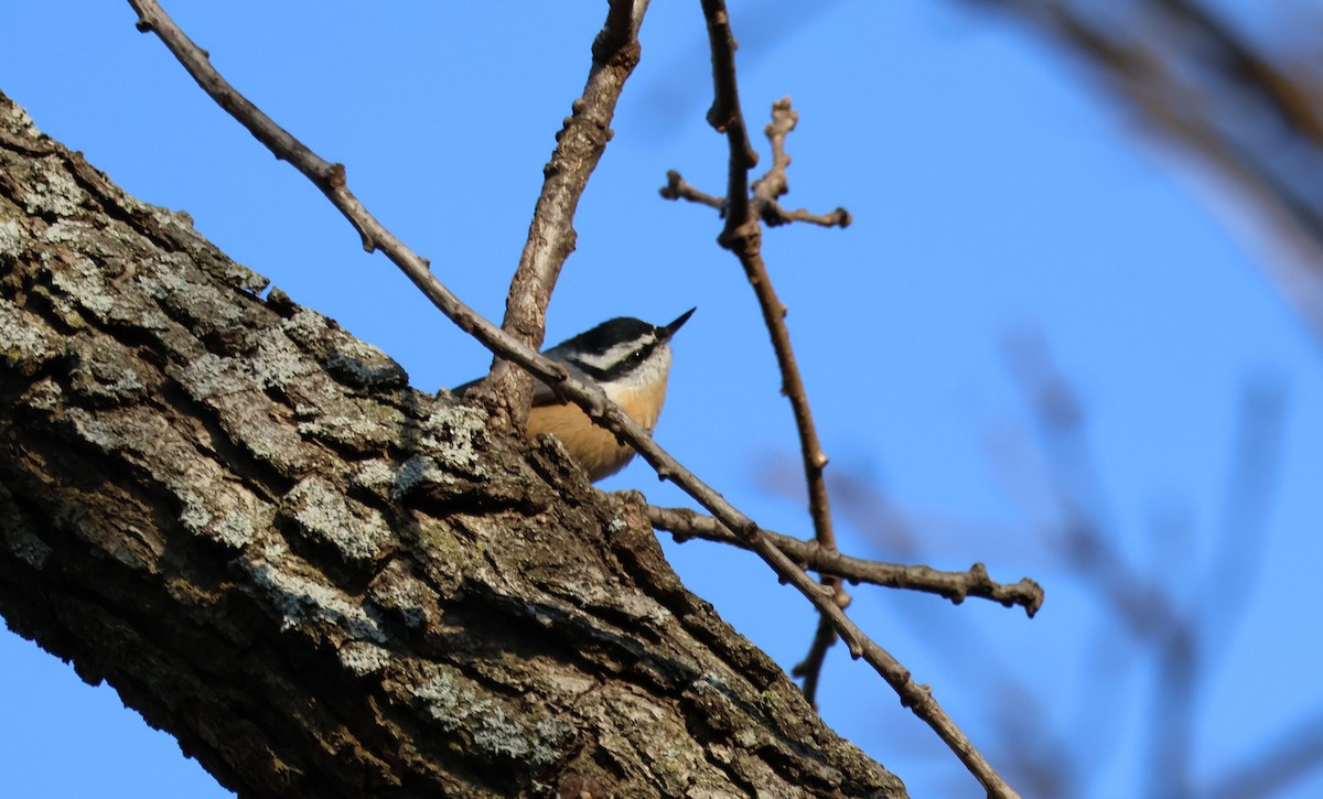 Red-breasted Nuthatch - ML647811210