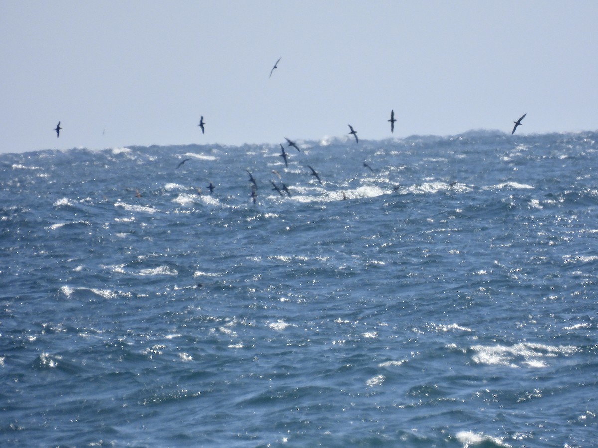 Буревісник тонкодзьобий - ML647811213