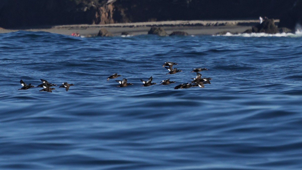 White-winged Scoter - ML647811223