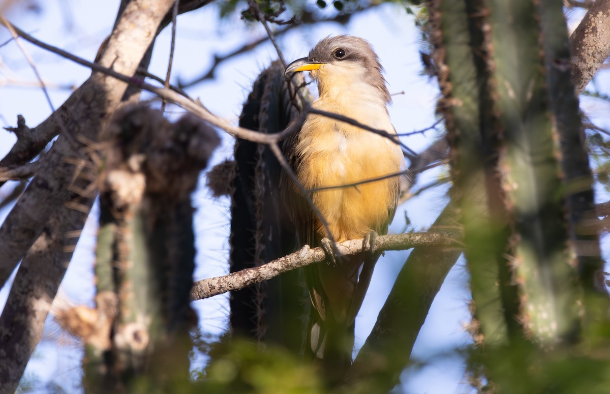 Кукліло мангровий - ML647811225