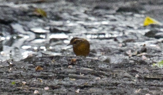 Javan Black-capped Babbler - ML647811226
