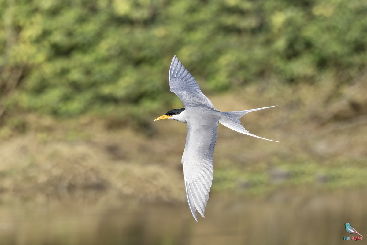 Крячок індійський - ML647811228