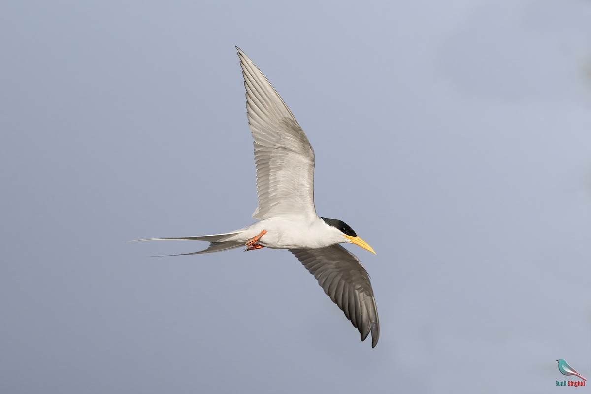 Крячок індійський - ML647811229